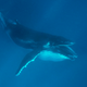 Illustration for article titled Krill-Eating Whale Too Fucking Cowardly To Prey On Something Its Own Size